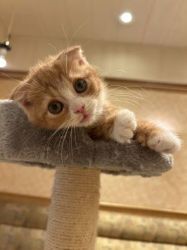 スコティッシュフォールド　ベビー販売　秋田中央店