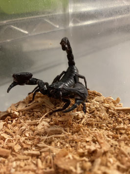 チャグロサソリ　仙台泉店　販売