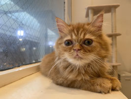 マンチカン　ベビー販売　新潟店