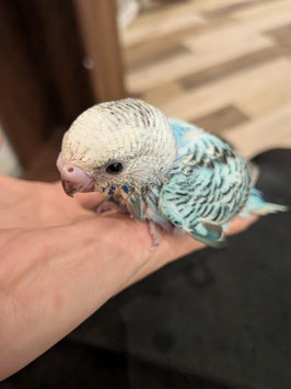 セキセイインコ(雛)　仙台泉店　販売