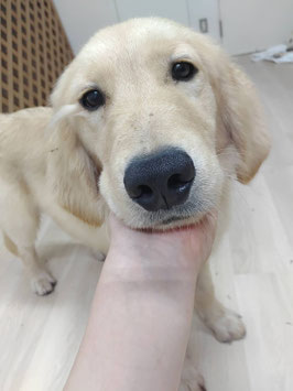 ゴールデンレトリバー　オス　販売　秋田アマノ店