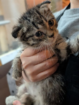 スコティッシュフォールド　ベビー販売　盛岡店