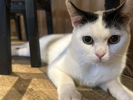 マンチカン　販売店　福島店