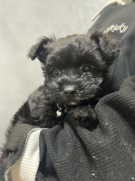 ハーフ犬　ベビー販売　八戸店