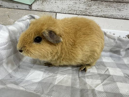 テディモルモット　オス　栃木店　販売