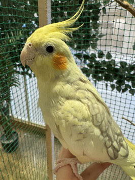 オカメインコ　シナモンパールパイド　秋田イオン中央店販売