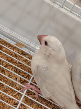 シルバーイノ文鳥　仙台ズーモア店　販売