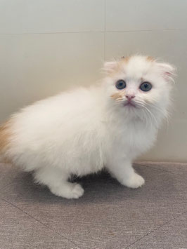 スコティッシュショートヘアー　ベビー販売　新潟店