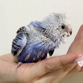 セキセイインコ雛　オパーリンブルー　新潟店　販売