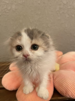 スコティッシュフォールド　ベビー販売　仙台EBeanS店