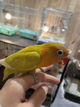 イエローボタンインコ　秋田店　販売