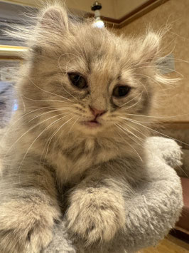 アメリカンカール　ベビー販売　秋田中央店