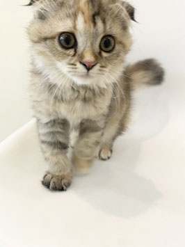 スコティッシュフォールド♀　新潟店販売