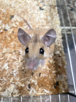 カイロトゲマウス♂　新潟店販売