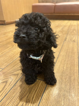 MIX犬　ベビー販売　秋田中央店
