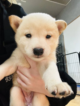 柴犬　ベビー販売　八戸店