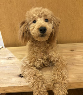 トイプードル♂　秋田イオン中央店　販売