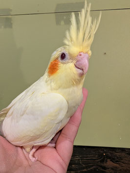 オカメインコ　ルチノー　雛　秋田中央店　販売