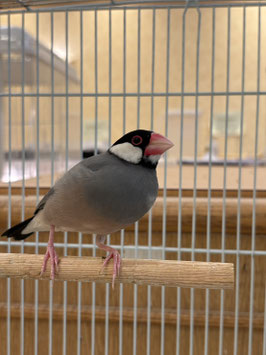 桜文鳥　秋田イオン中央店　販売