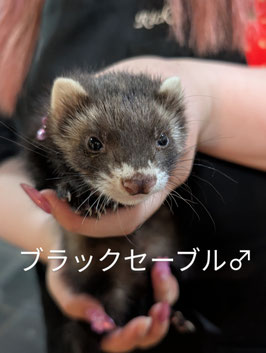 マーシャルフェレット　ブラックセーブル　ベビー　オス　盛岡店　販売