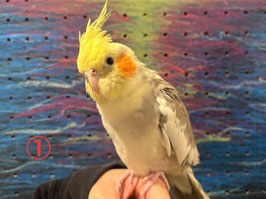 オカメインコ　シナモンパイド　福島店　販売