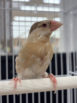 シナモン文鳥　仙台泉ズーモア店　販売