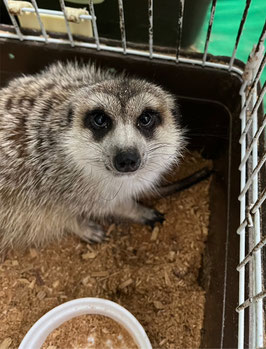 ミーアキャット　ベビー　メス　秋田アマノ店　販売