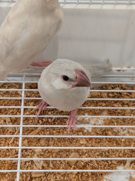 シルバー文鳥　仙台ズーモア店　販売