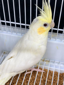 オカメインコ　ルチノー　仙台ズーモア店　販売