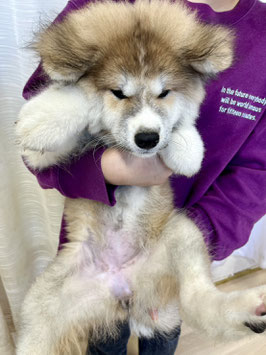 秋田犬♀　秋田アマノ店販売