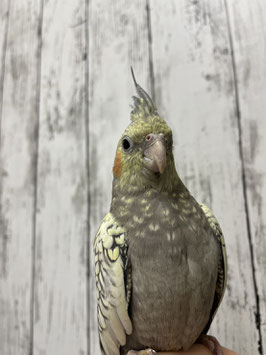 オカメインコパール　仙台店販売