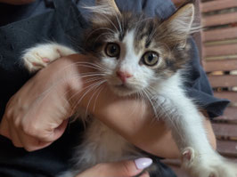 ノルウェージャン　ベビー販売　福島店