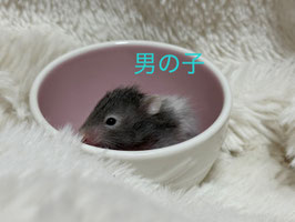 長毛ハムスター　セーブルバンデッド　栃木店S　販売