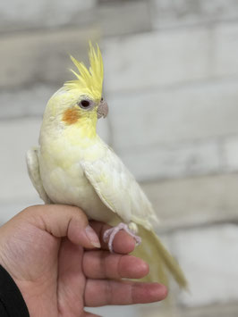 オカメインコ　ルチノー　栃木店　販売