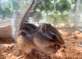 シマリス　メス　福島店　販売