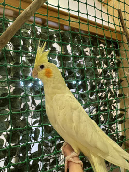 オカメインコ　ルチノー　秋田イオン中央店販売