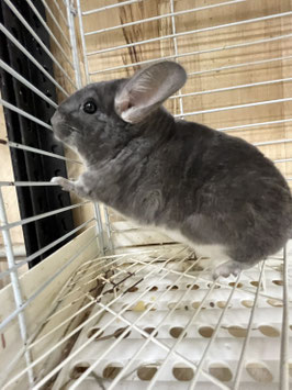 チンチラバイオレット♀　栃木店販売