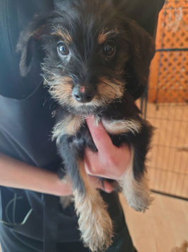 ハーフ犬　ベビー販売　仙台泉店