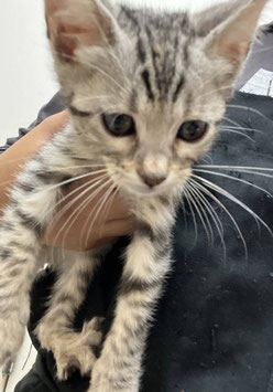 ベンガル　ベビー販売　秋田アマノ店