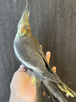 オカメインコノーマル　仙台店販売