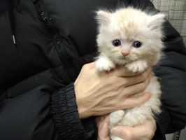 スコティッシュフォールド　ベビー販売　厨川店⑥