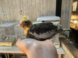 オカメインコ　パイド　雛　秋田中央店　販売