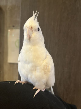 オカメインコ　ピュアホワイト　仙台店　販売