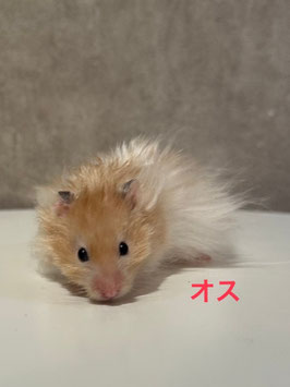 長毛ハムスター♂　仙台EBeanS店販売