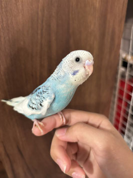 セキセイインコ　スカイブルーハルクイン　仙台ズーモア店　販売