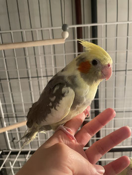 オカメインコパイド　仙台泉店　販売