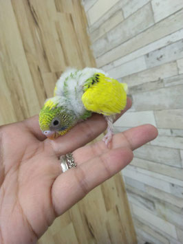 セキセイインコ②　雛　栃木店　販売