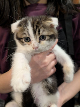 スコティッシュフォールド　ベビー販売　盛岡店