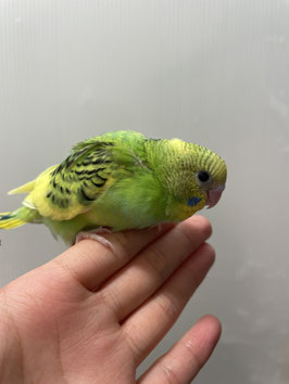 セキセイインコ　黄ハルクイン　仙台泉店販売