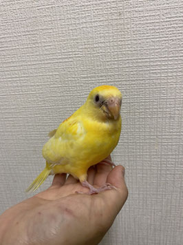 美声インコ　仙台店　販売